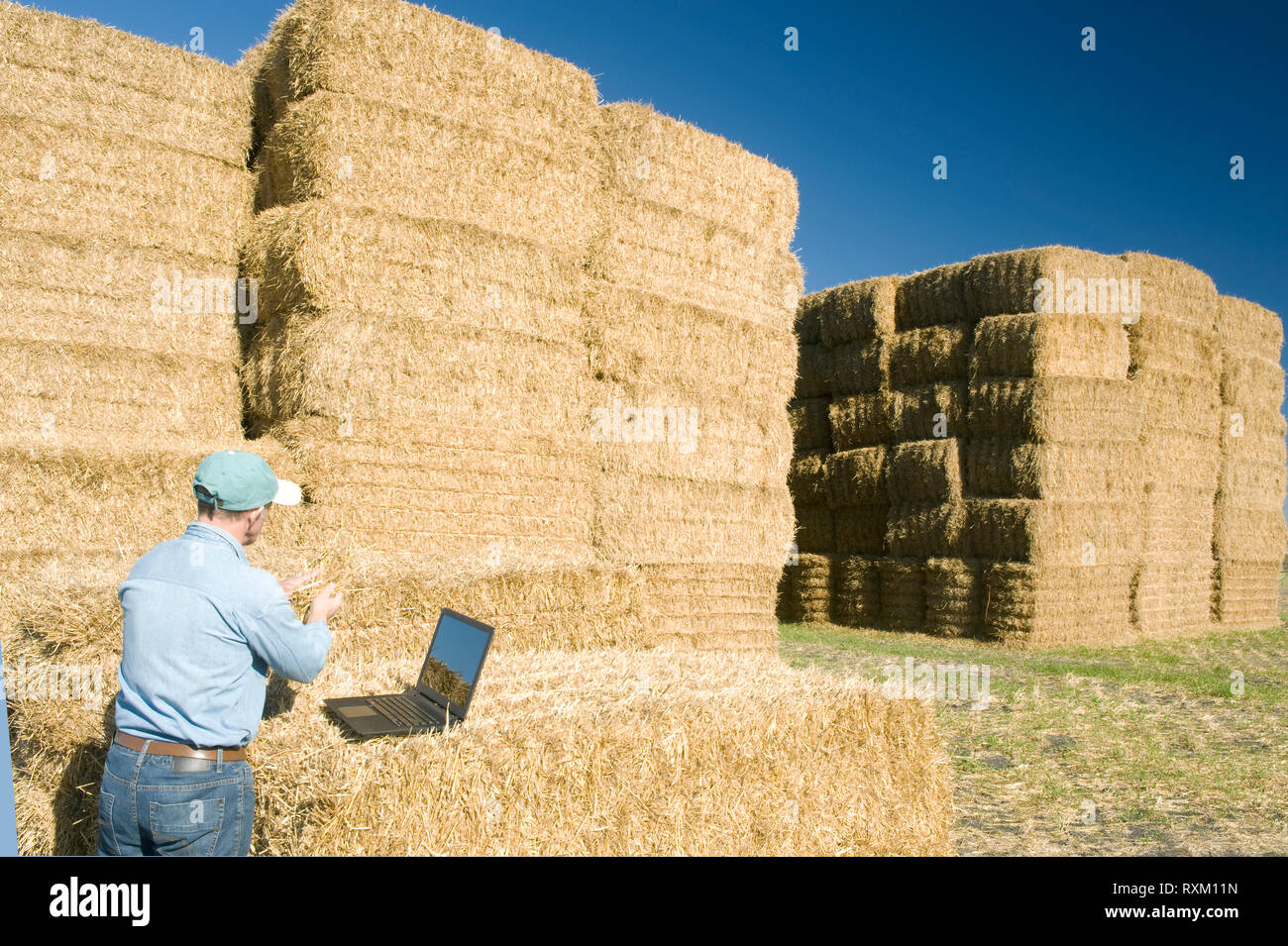 a man with a computer next to wheat straw bales, near Niverville, Manitoba, Canada Stock Photo