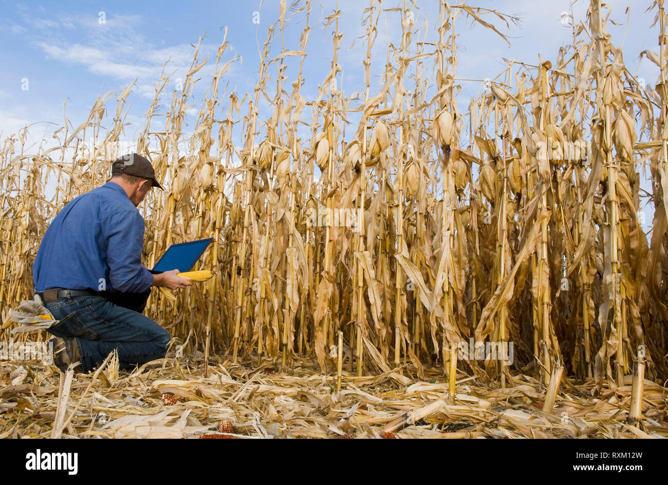a man with a computer examines a harvest ready grain/feed corn field near Niverville, Manitoba, Canada Stock Photo