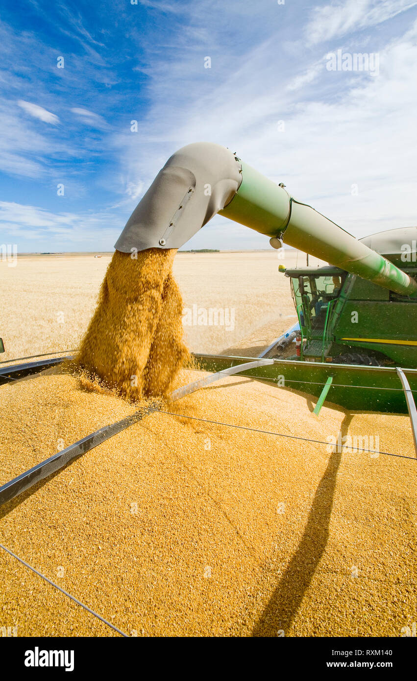 Combine harvester augers hires stock photography and images Alamy