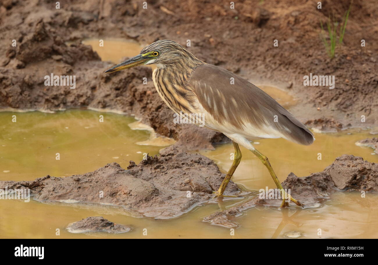 Indian Pond Heron, Yala National Park, Sri Lanka Stock Photo
