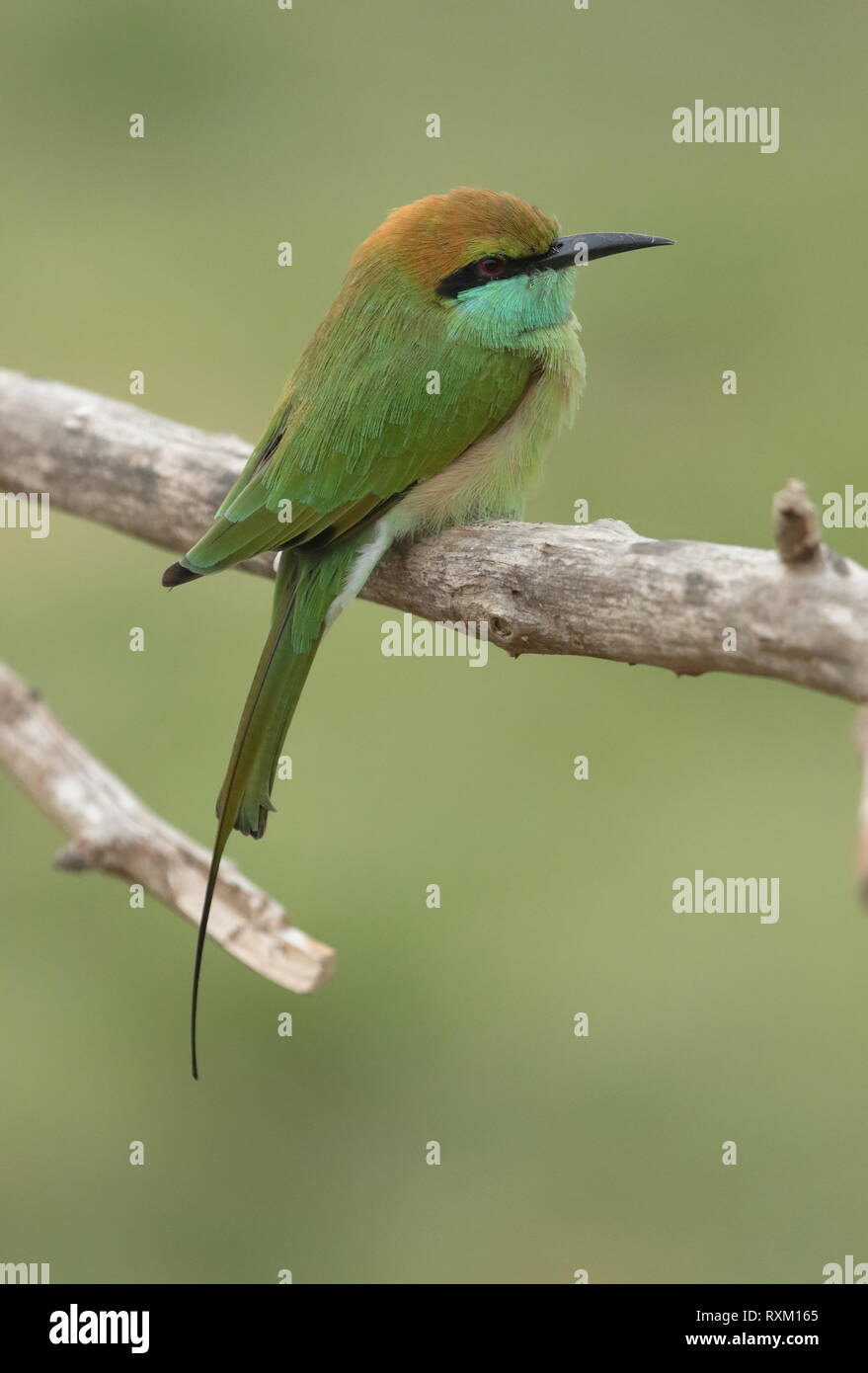 Green bee eater in sri lanka hi-res stock photography and images - Alamy
