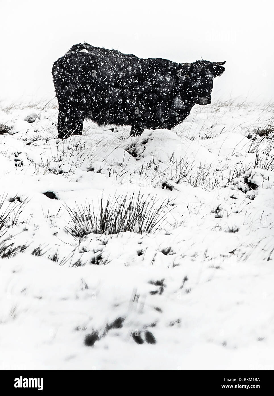 A cow in snowy conditions near the Woodhead Pass in the Peak District