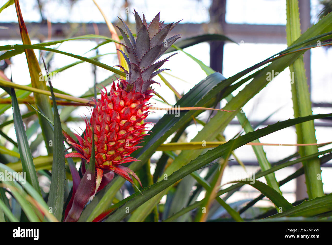 Close up of a red pineapple fruit of an Ananas Bracteatus bromeliad plant Stock Photo