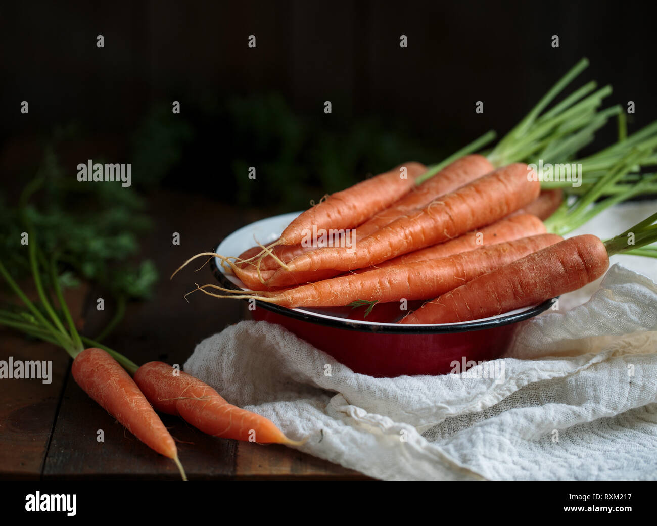 Studio Still Life with fresh Carrots with Greens Stock Photo