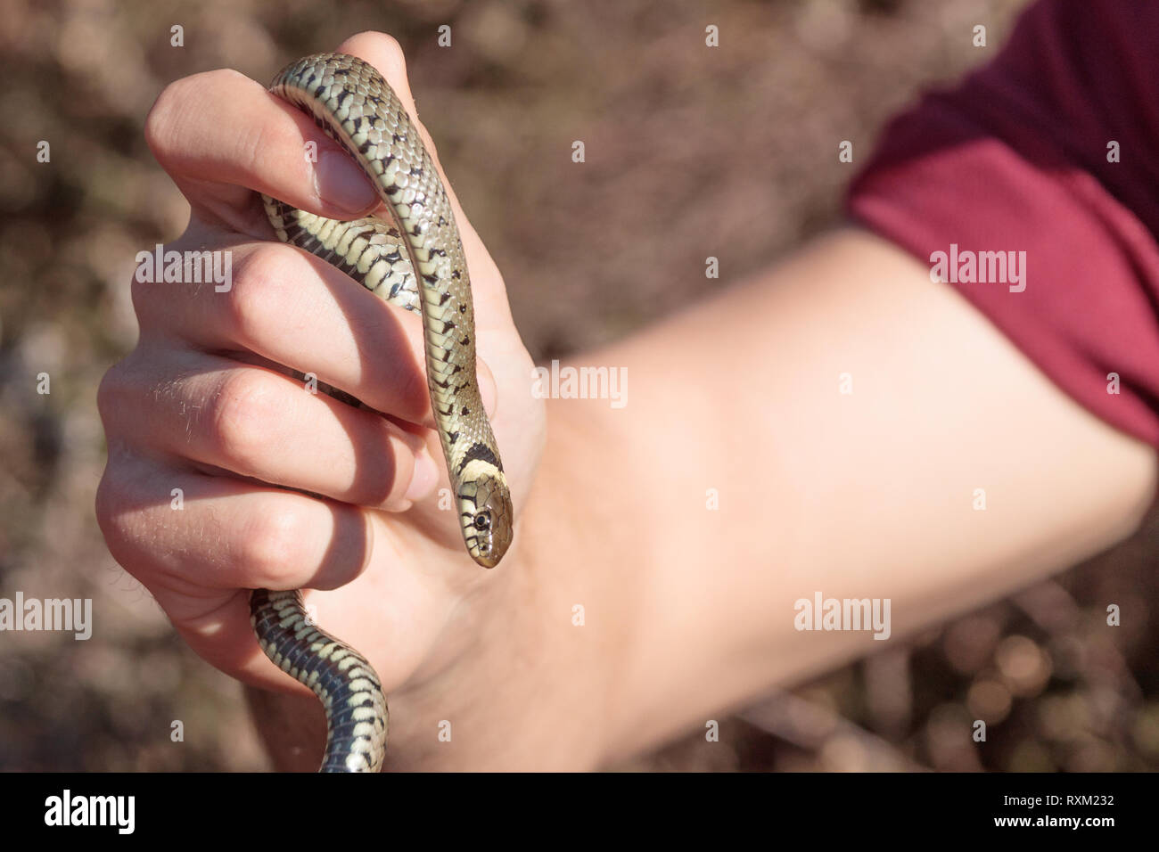 Grass snake (Natrix natrix) handled by conservation worker. Surrey, UK. Stock Photo