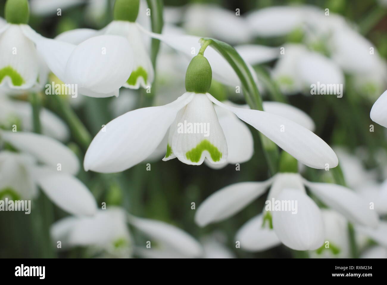 Galanthus 'Brenda Troyle' snowdrop flowering in an English country garden, - February, UK Stock Photo