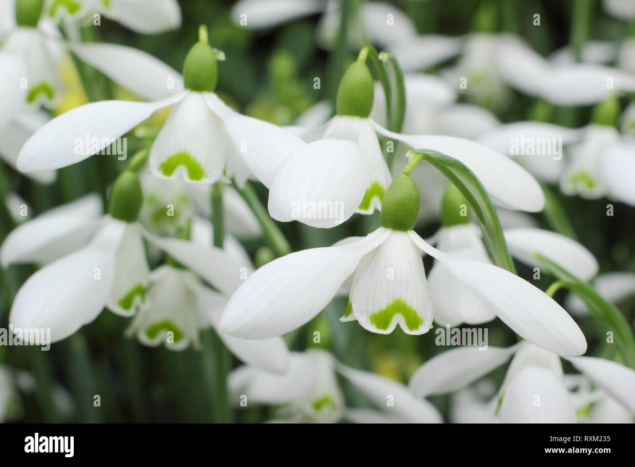 Galanthus 'Brenda Troyle' snowdrop flowering in an English country garden, - February, UK Stock Photo