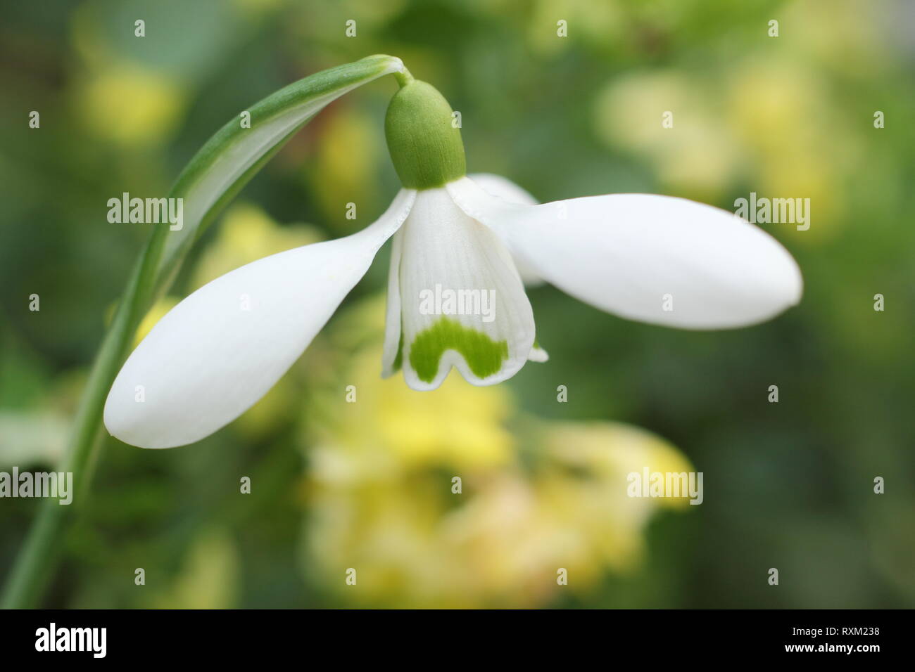 Galanthus 'Brenda Troyle' snowdrop flowering in an English country garden, - February, UK Stock Photo