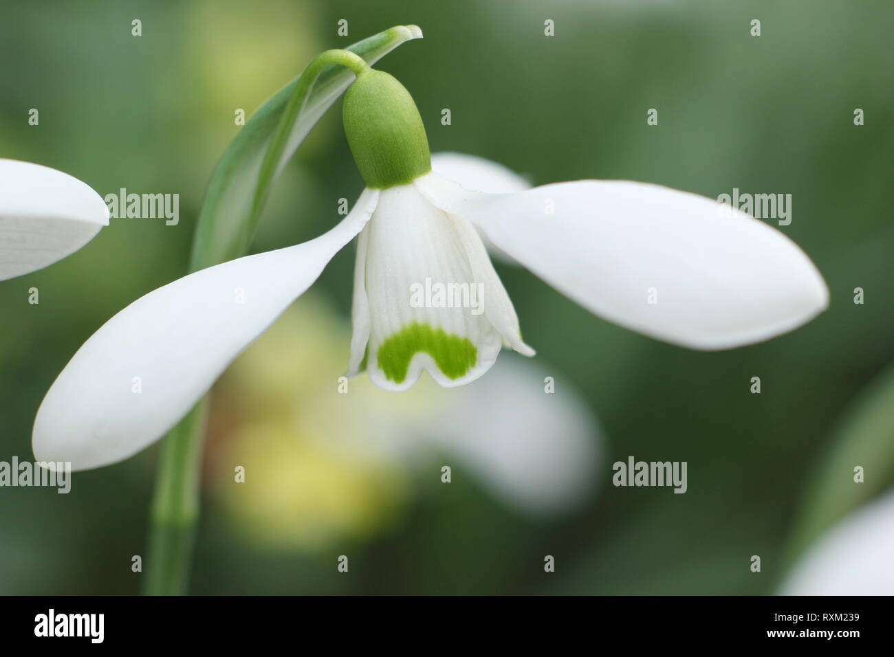 Galanthus 'Brenda Troyle' snowdrop flowering in an English country garden, - February, UK Stock Photo