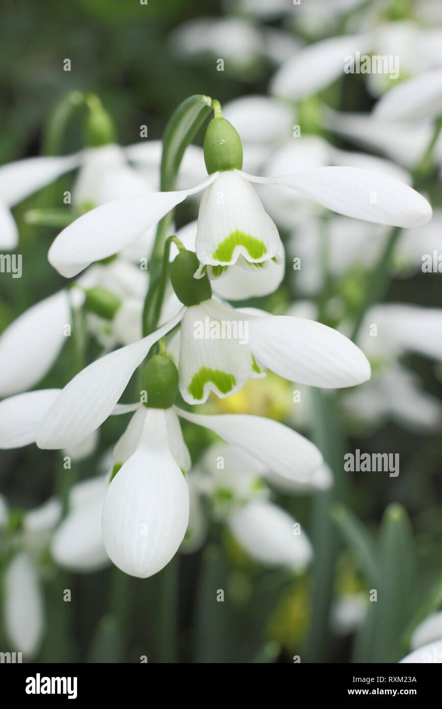 Galanthus 'Brenda Troyle' snowdrop flowering in an English country garden, - February, UK Stock Photo