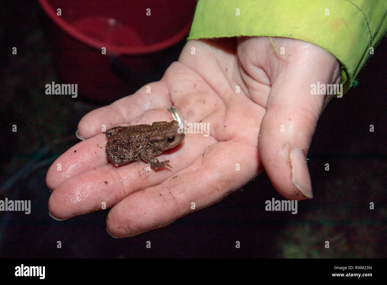 Common toad (Bufo bufo) juvenile recovered at road crossing on spring migration. Surrey, UK. Stock Photo
