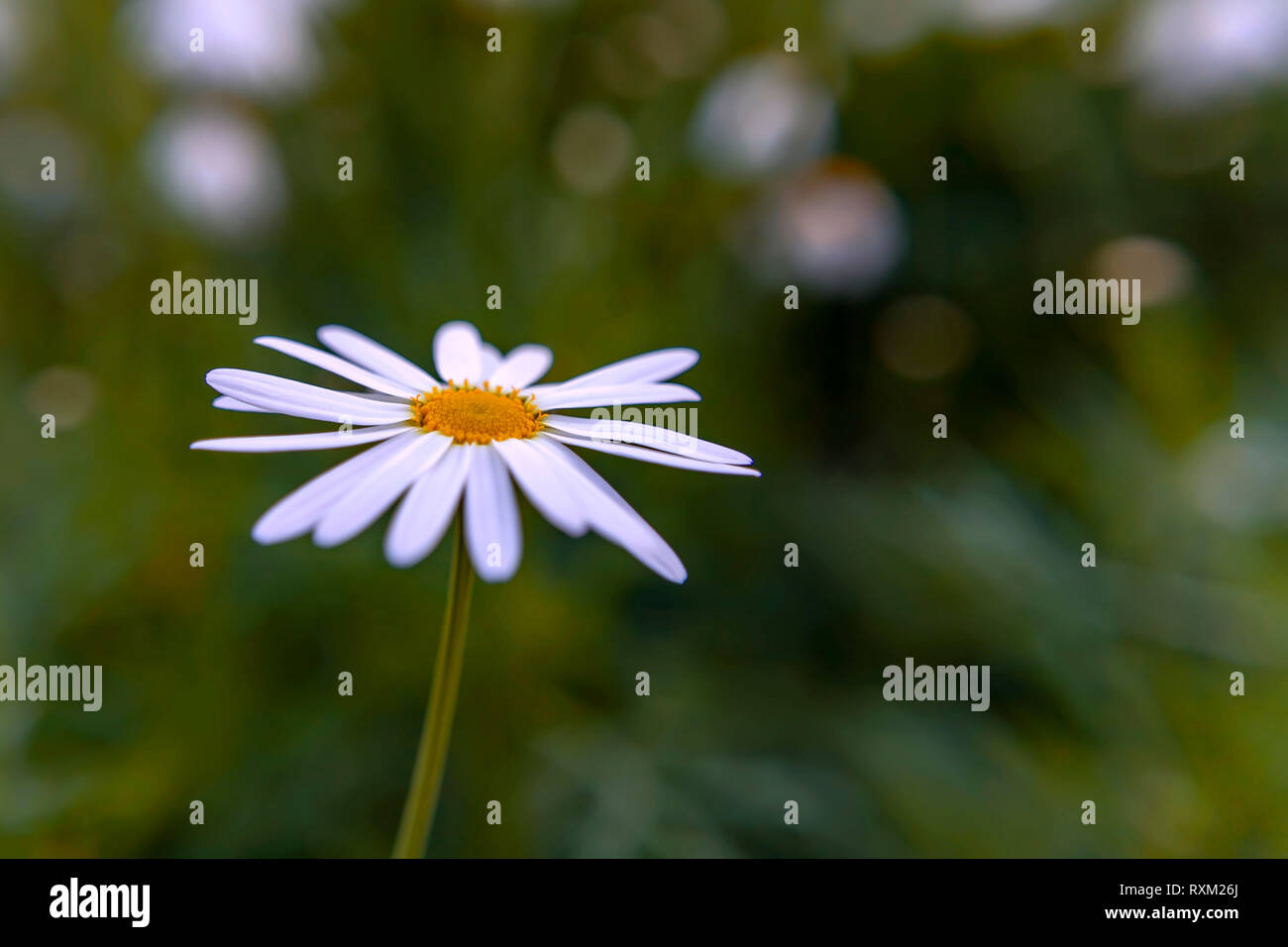 Macro image of white daisy flower on green blurred background Stock Photo
