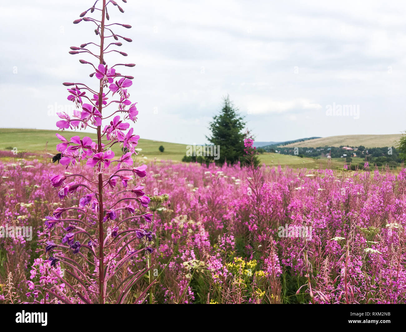 The outlook from the hill full of beautifull pink flowers in the mountains in Czech republic. Stock Photo