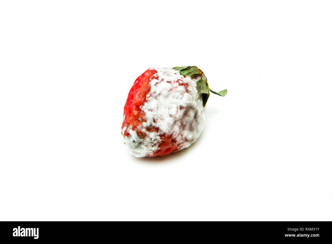 A single mouldy strawberry. Rotten and uneatable. Isolated on white background. Stock Photo