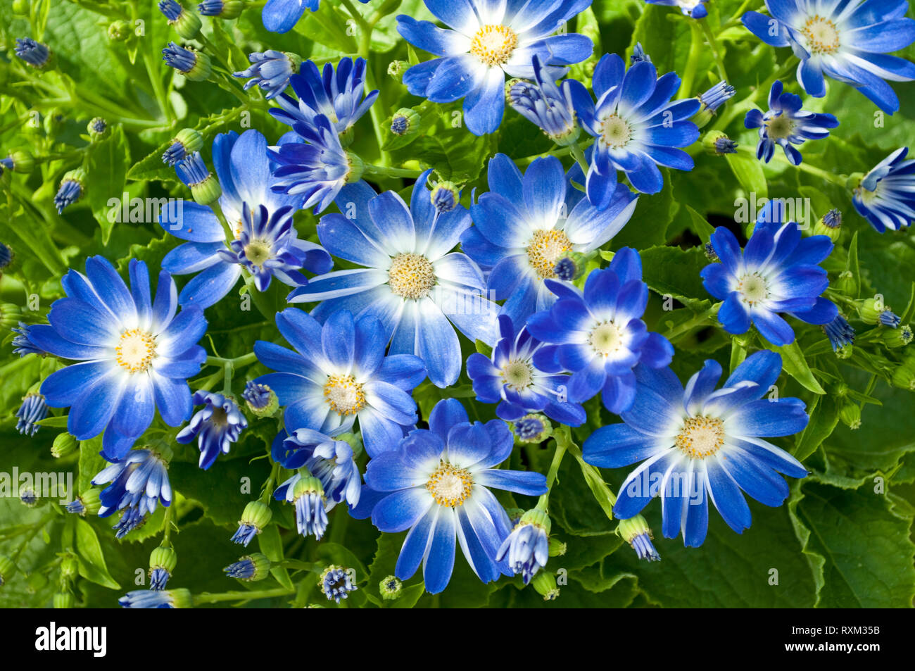 Small blue and white flowers Cineraria flowers, Pericallis x hybrida Stock Photo