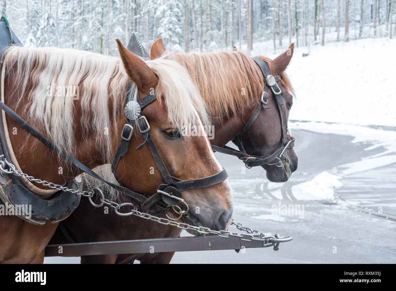 City snow horse carriage hi-res stock photography and images - Alamy