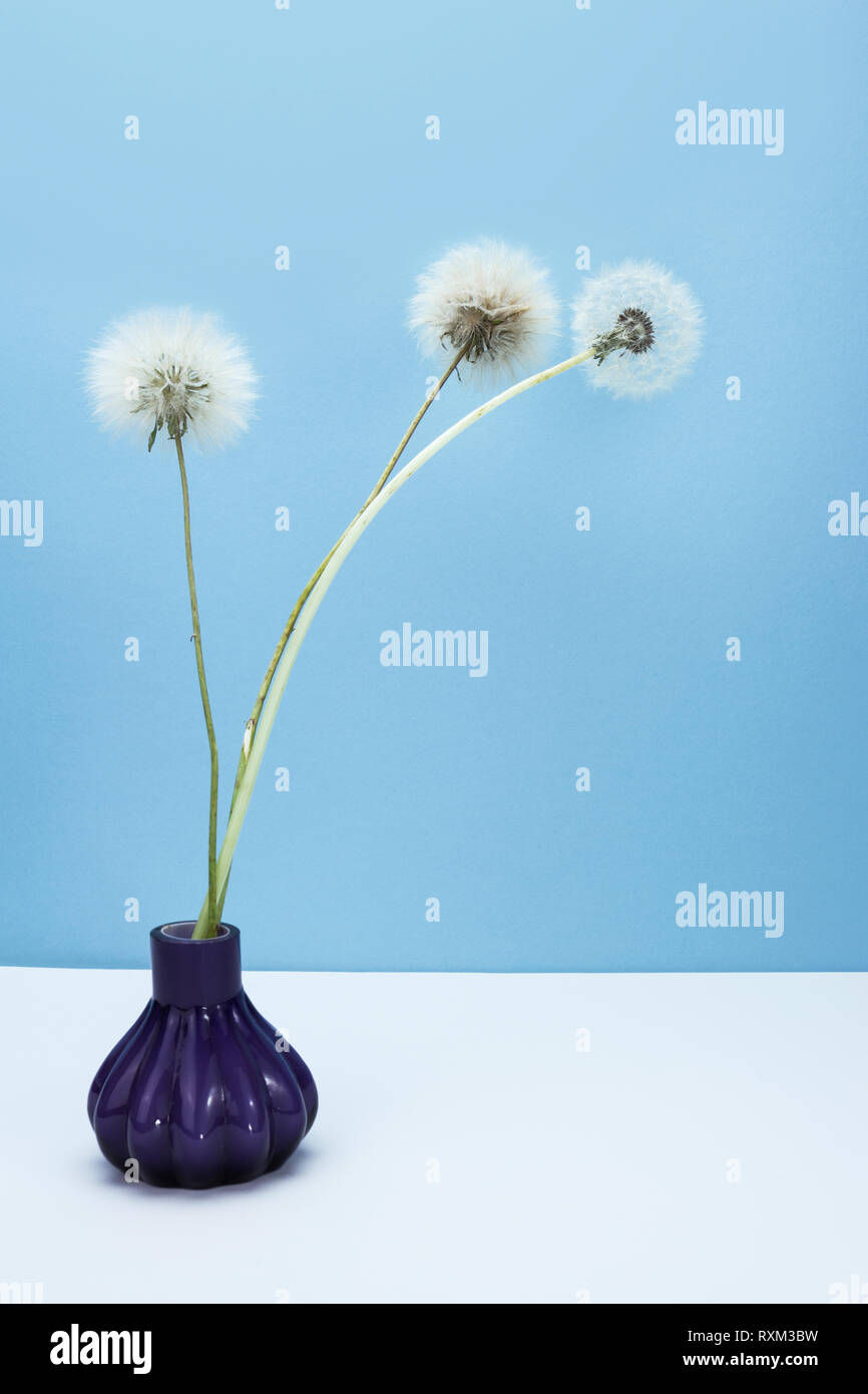 Dandelion and thistle seeds bouquet on table with light blue