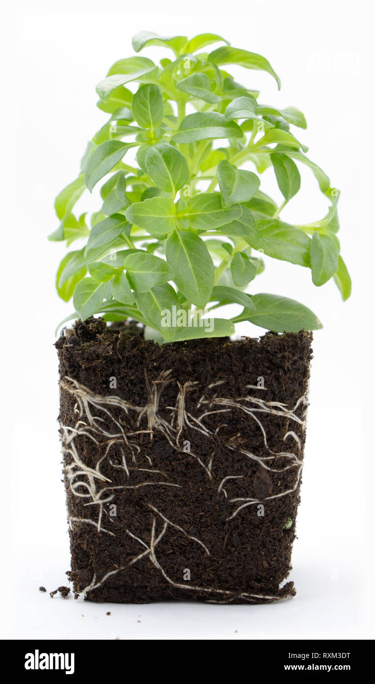 Sweet basil plant with roots and soil isolated on white Stock Photo - Alamy