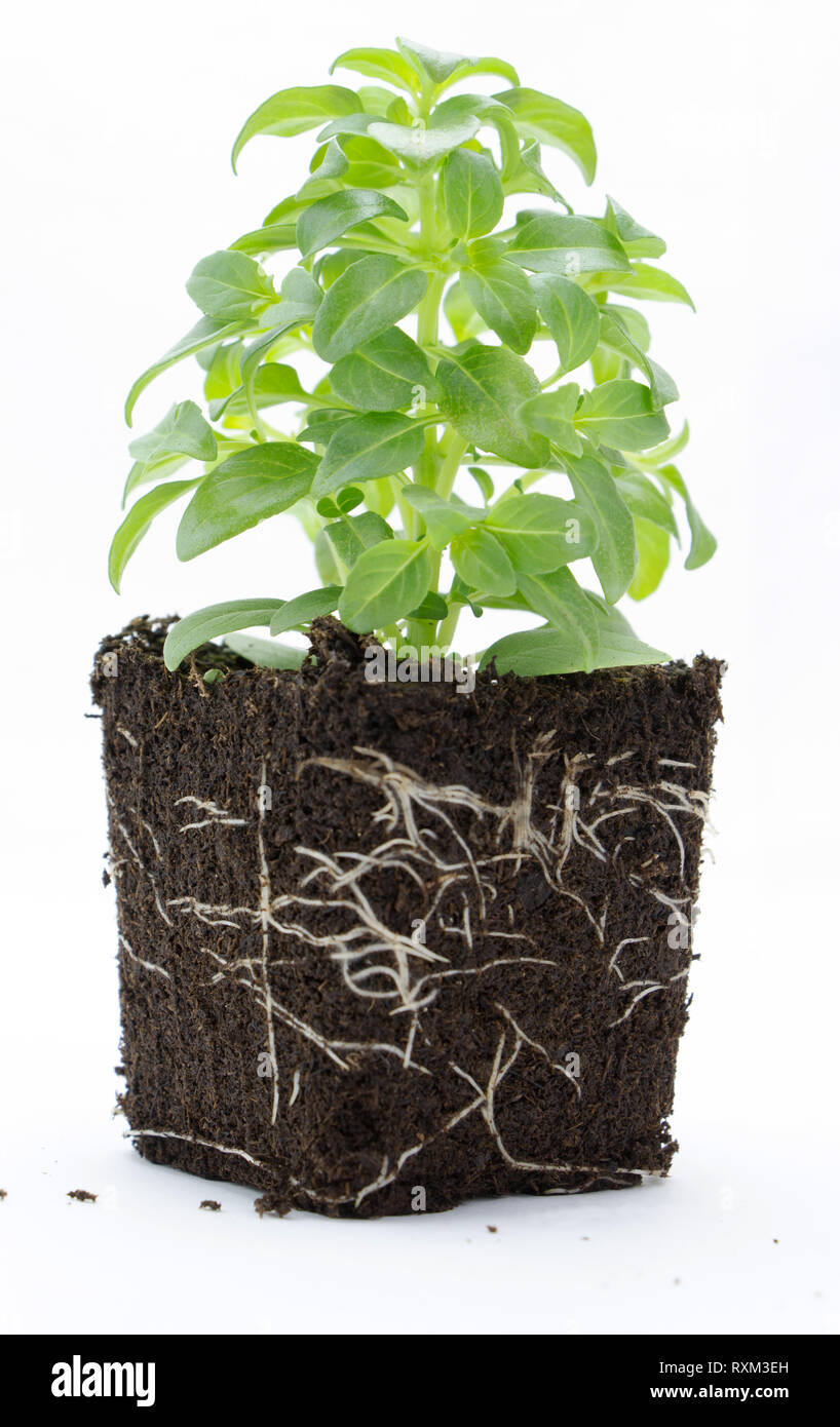 Корни растений. Корень базилика фото. Базилик зеленый. Листья базилика. Базилик корневой.