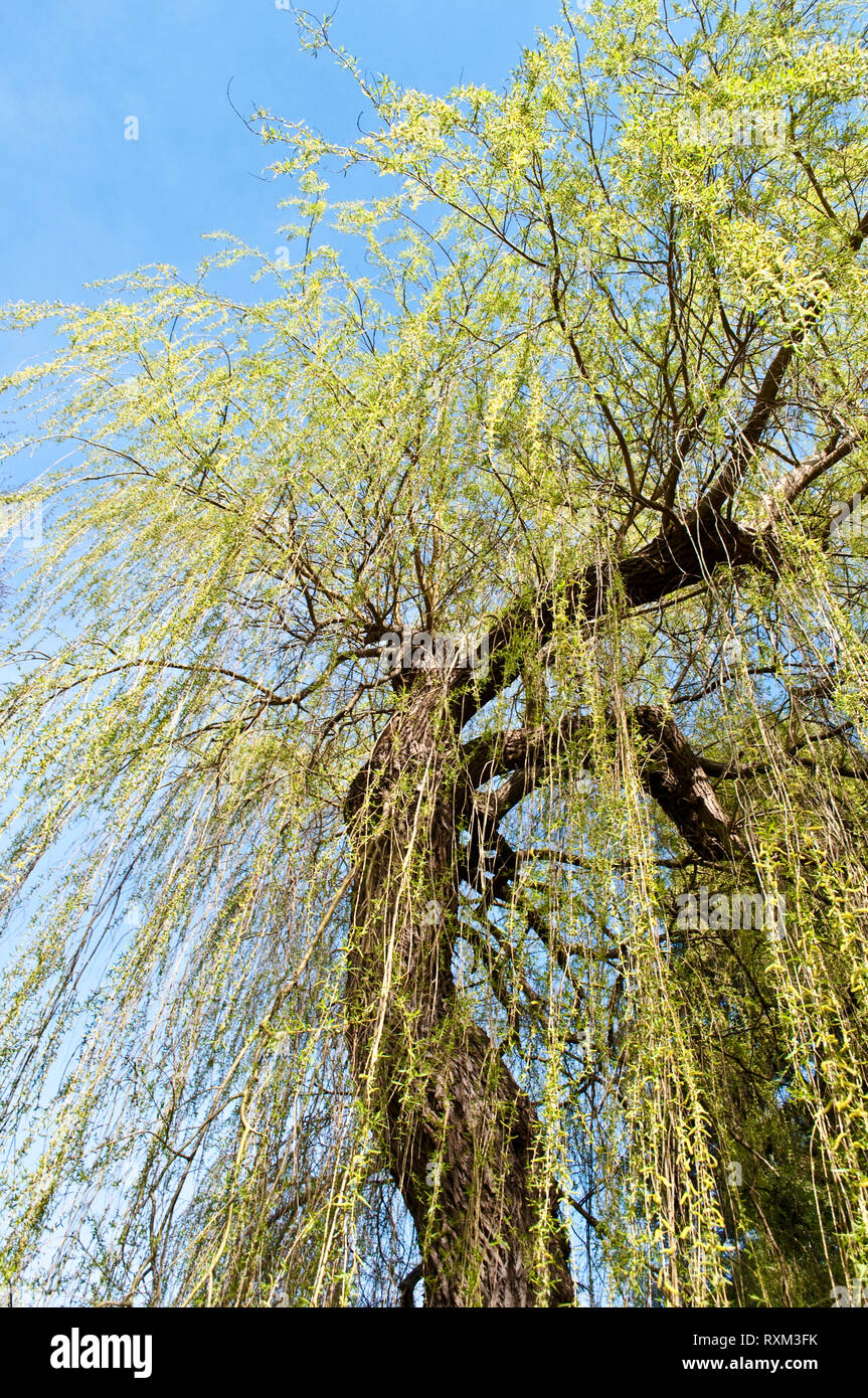 Willow tree in early spring hi-res stock photography and images - Alamy