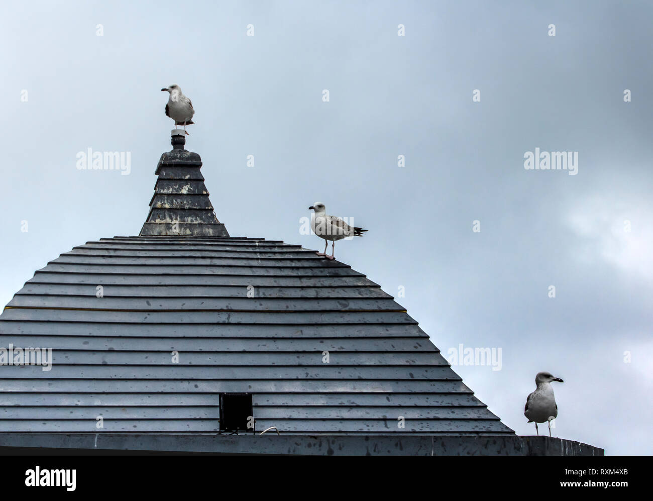 Three seagulls applying social distancing rules. Stock Photo