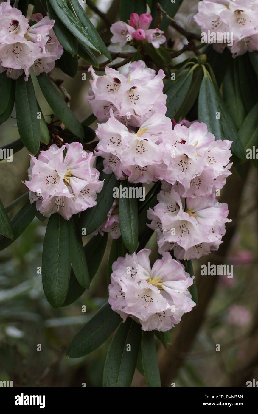 Rhododendron hybrid at Clyne gardens, Swansea, Wales, UK. Stock Photo
