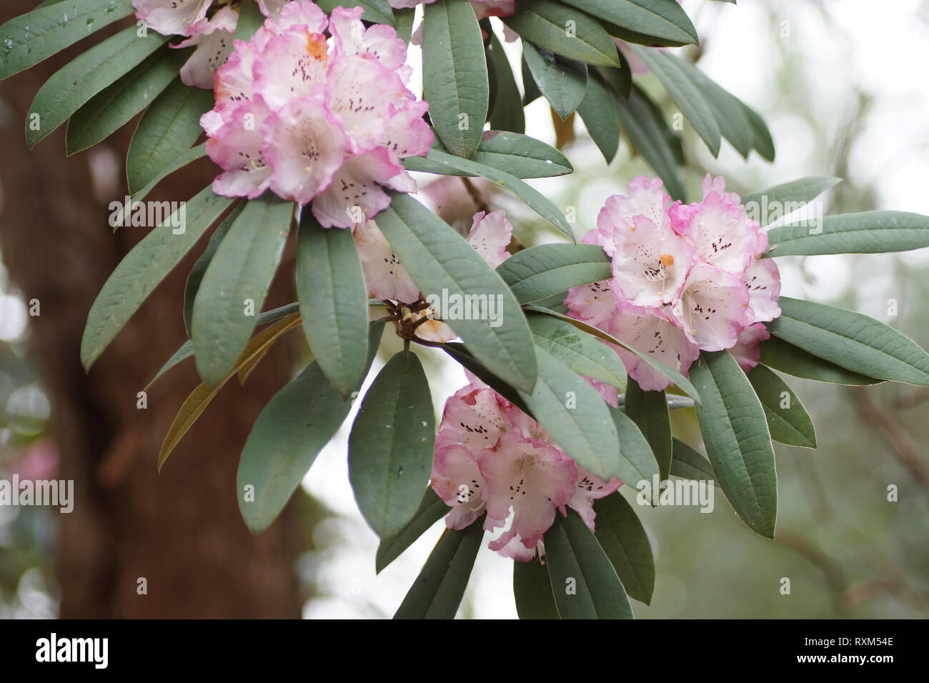 Rhododendron arboreum ssp. cinnamomeum var. roseum at Clyne gardens, Swansea, Wales, UK. Stock Photo