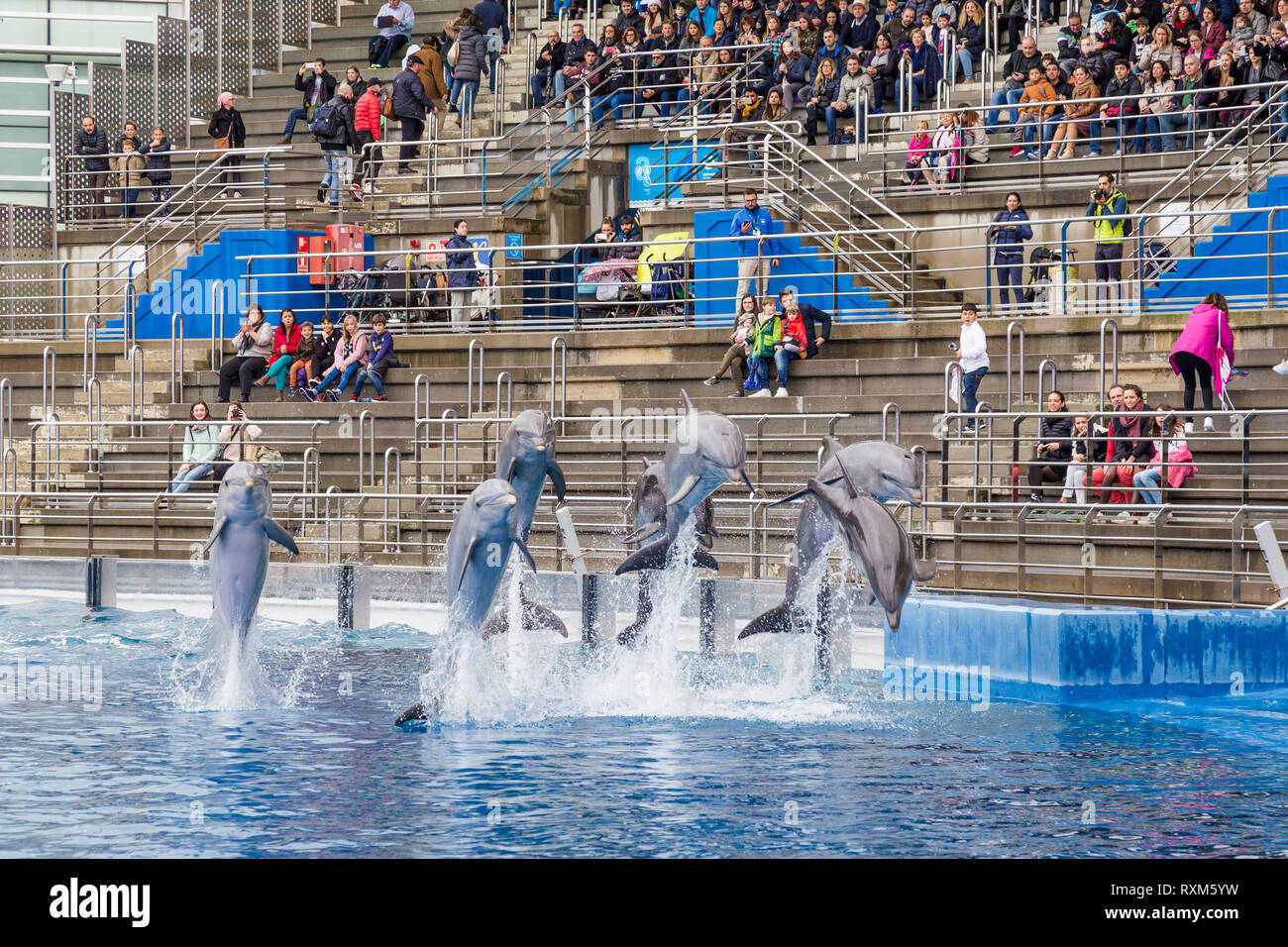 Valencia, Spain - December 04, 2016: Junping dolphins in Oceanografic in Valencia Spain Stock Photo
