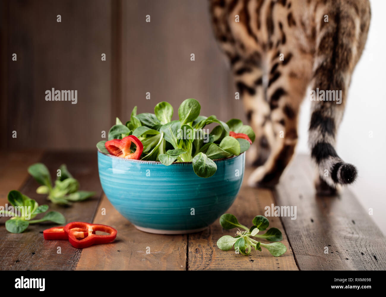 Studio Shot of fresh green Corn Salad with sweet pepper paprika rings with bengal cat inspecting curiously Stock Photo