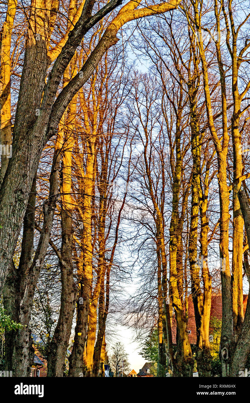 Trees in autumn; Bäume im Herbst Stock Photo