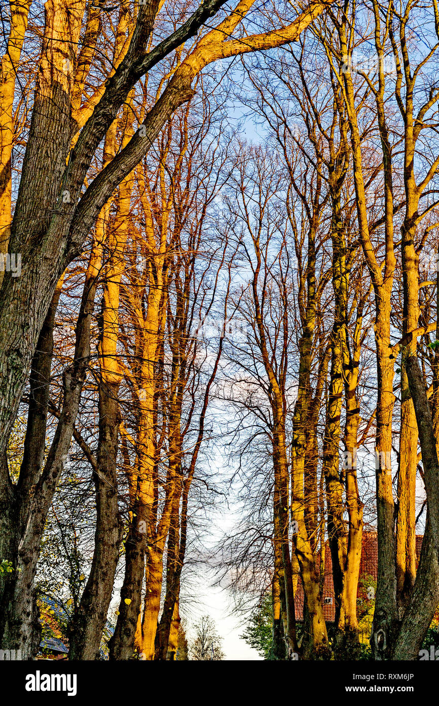 Trees in autumn; Bäume im Herbst Stock Photo