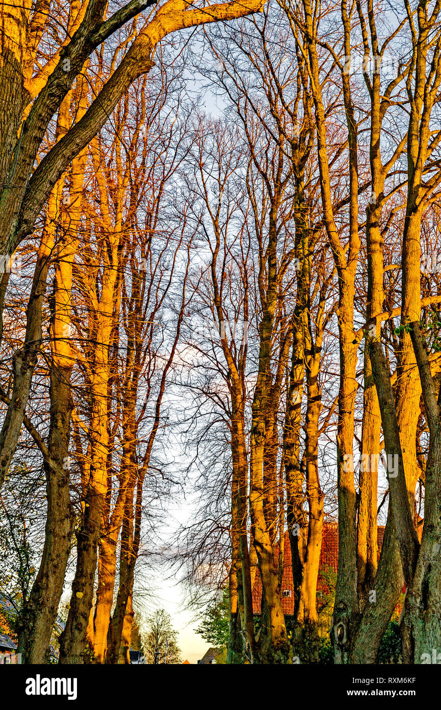 Trees in autumn; Bäume im Herbst Stock Photo