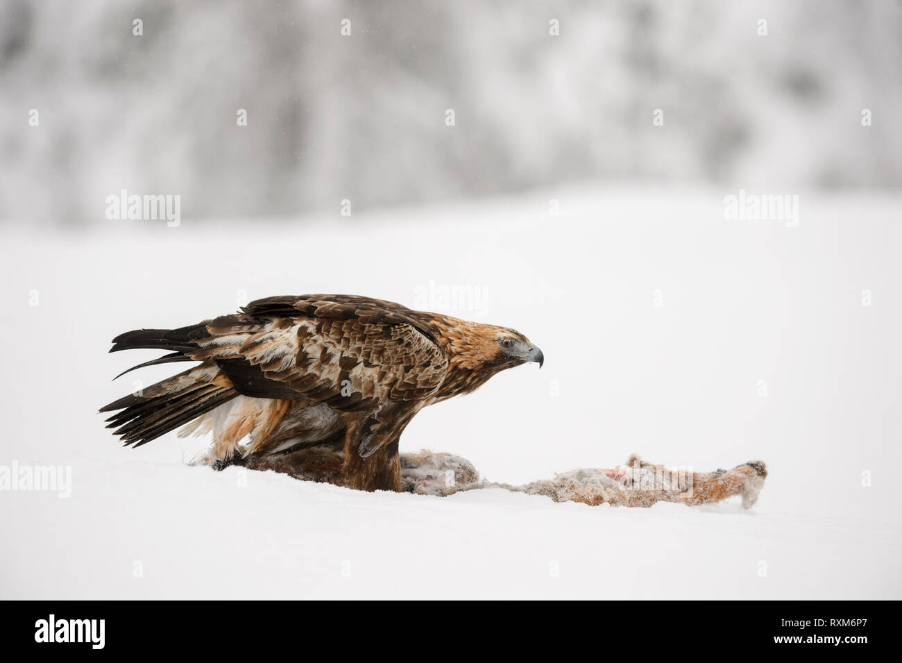 Golden eagle on a prey in snow during winter, Oulanka national Park, Finland Stock Photo