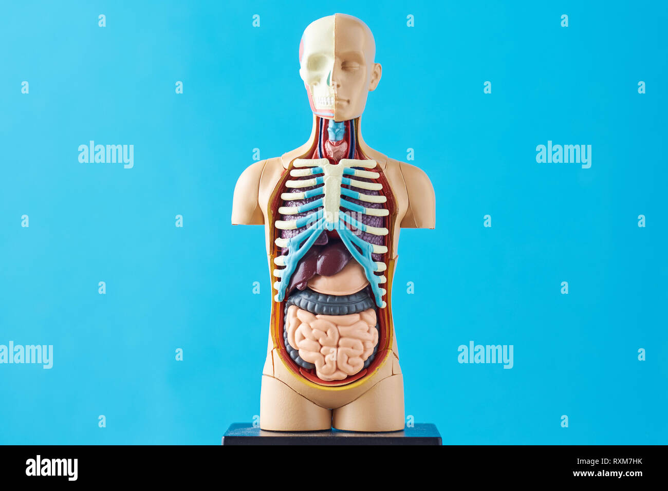Human anatomy mannequin with internal organs on blue background Stock Photo  - Alamy