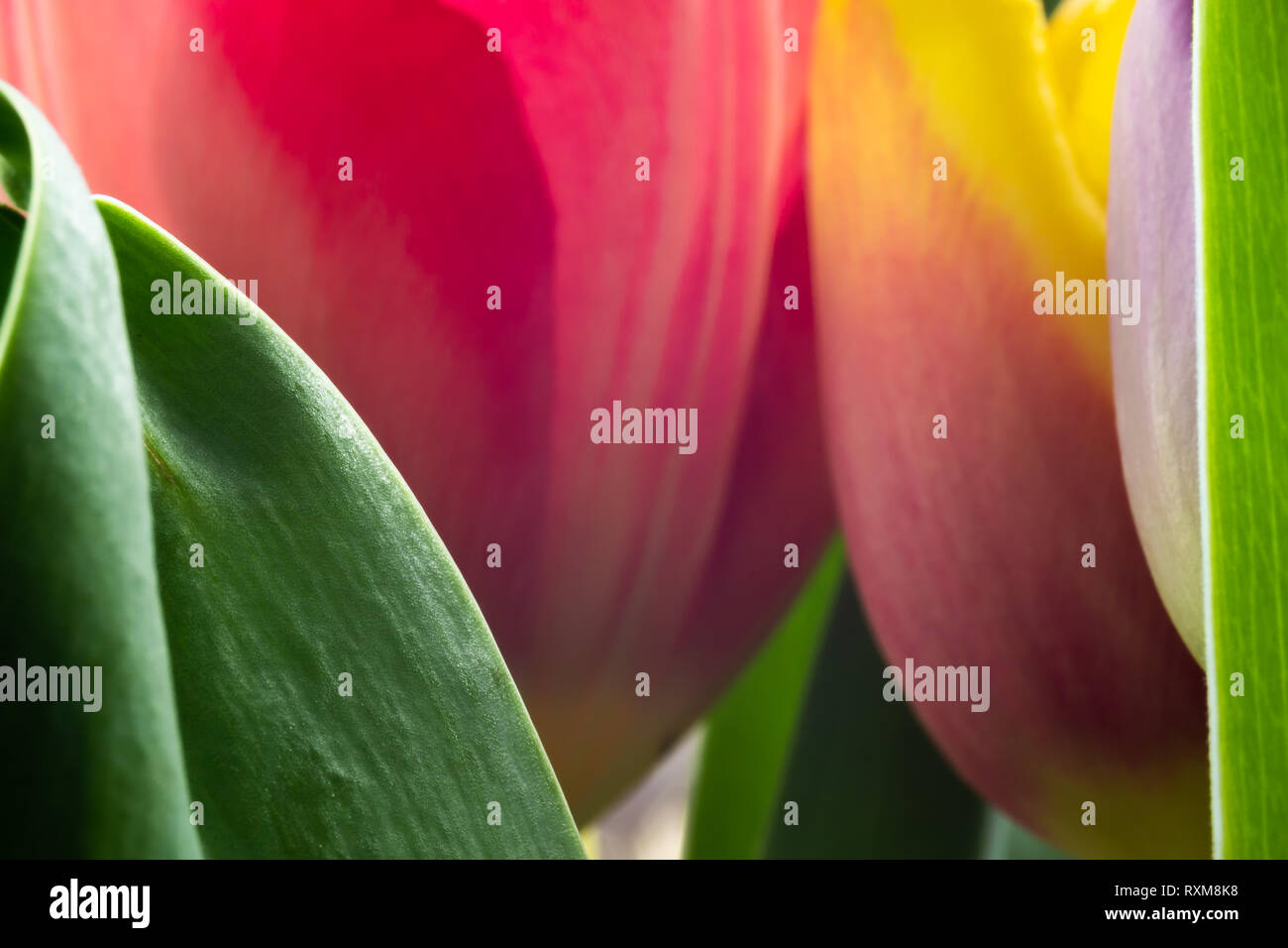 Spring colors of tulip flowers Stock Photo - Alamy