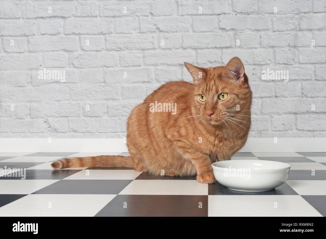Ginger cat sitting beside a food bowl and looking sideways. Stock Photo