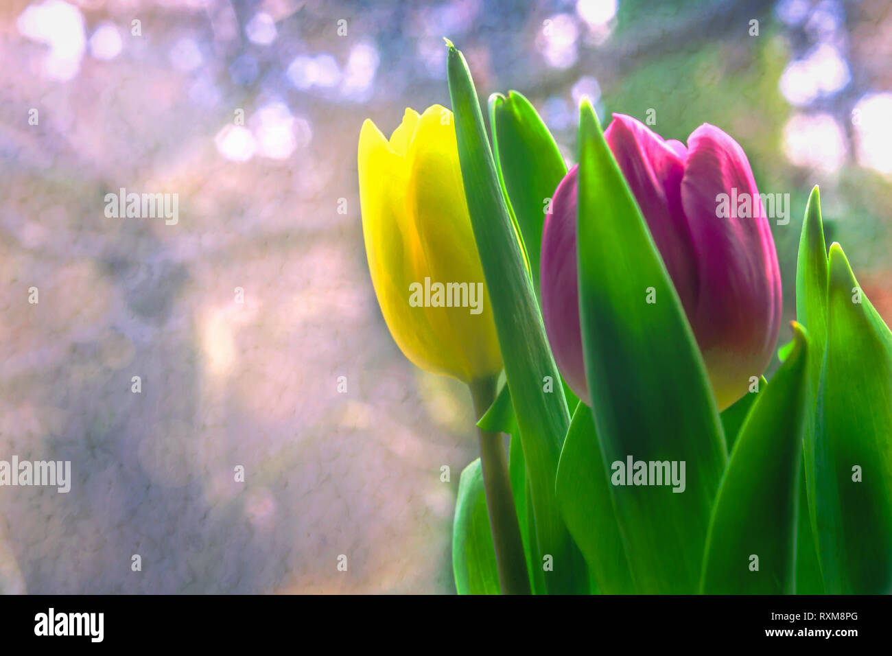 Spring colors of tulip flowers Stock Photo - Alamy