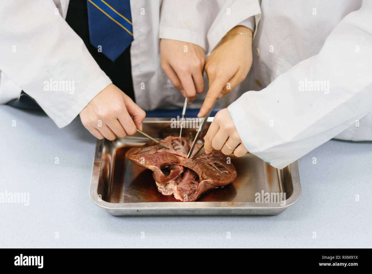 Students learning in anatomy biology class | Hands doing surgery exercise Stock Photo