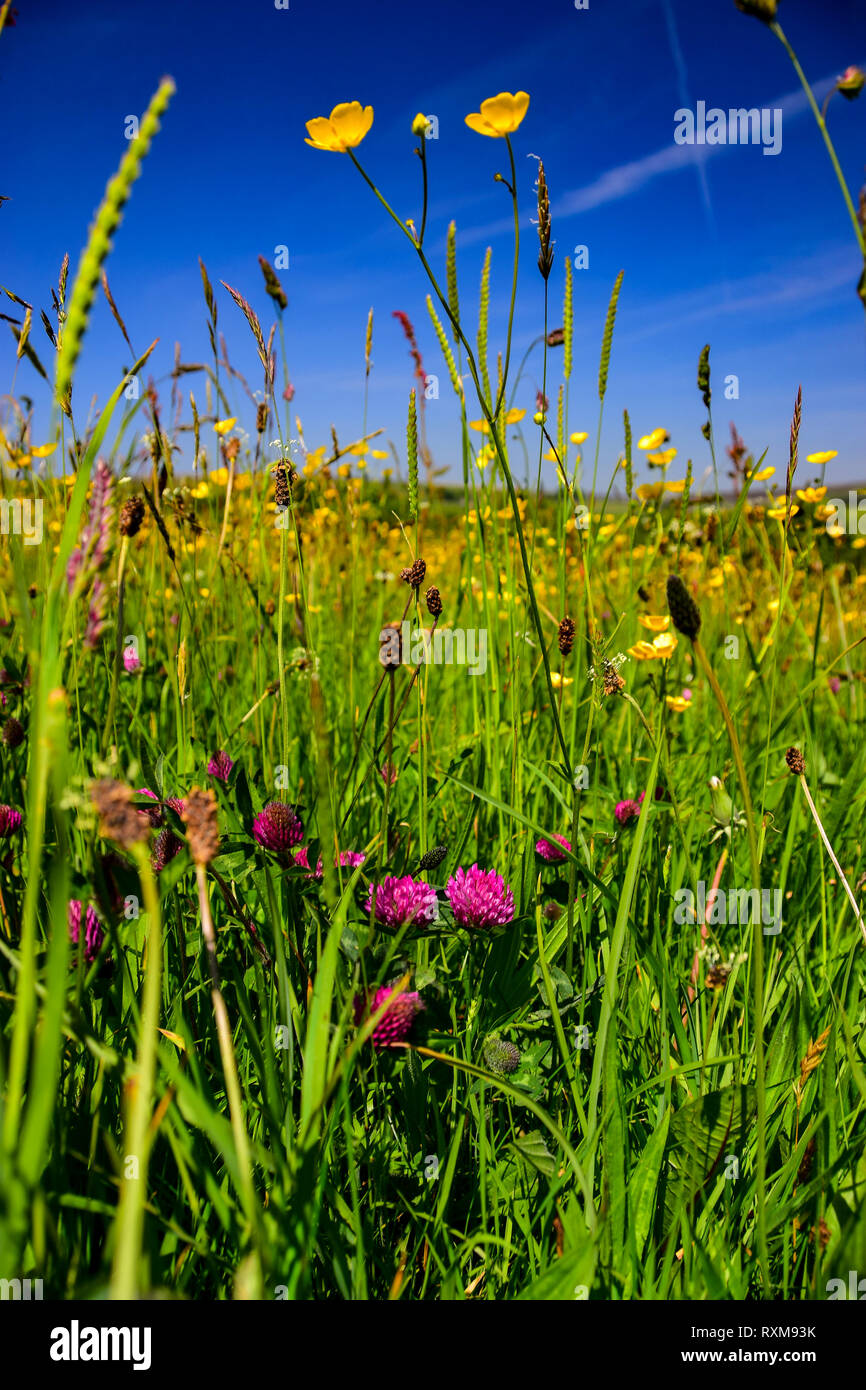 English wildflower meadow hires stock photography and images Alamy