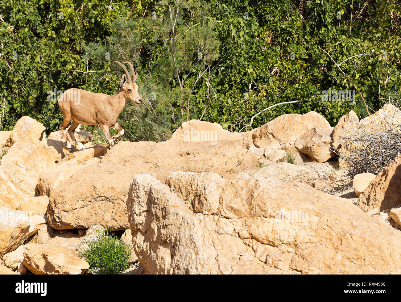 mountain goat in the mountains of the desert of the Negev Israel Stock Photo