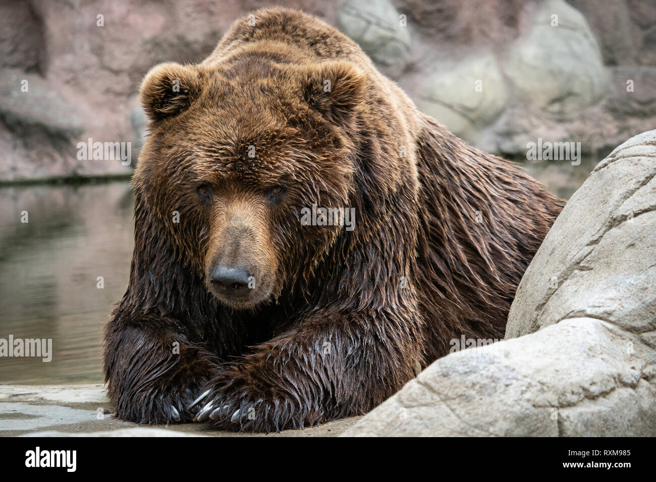 Kamchatka Brown bear Ursus arctos beringianus . Brown fur coat, danger and aggresive animal. Stock Photo