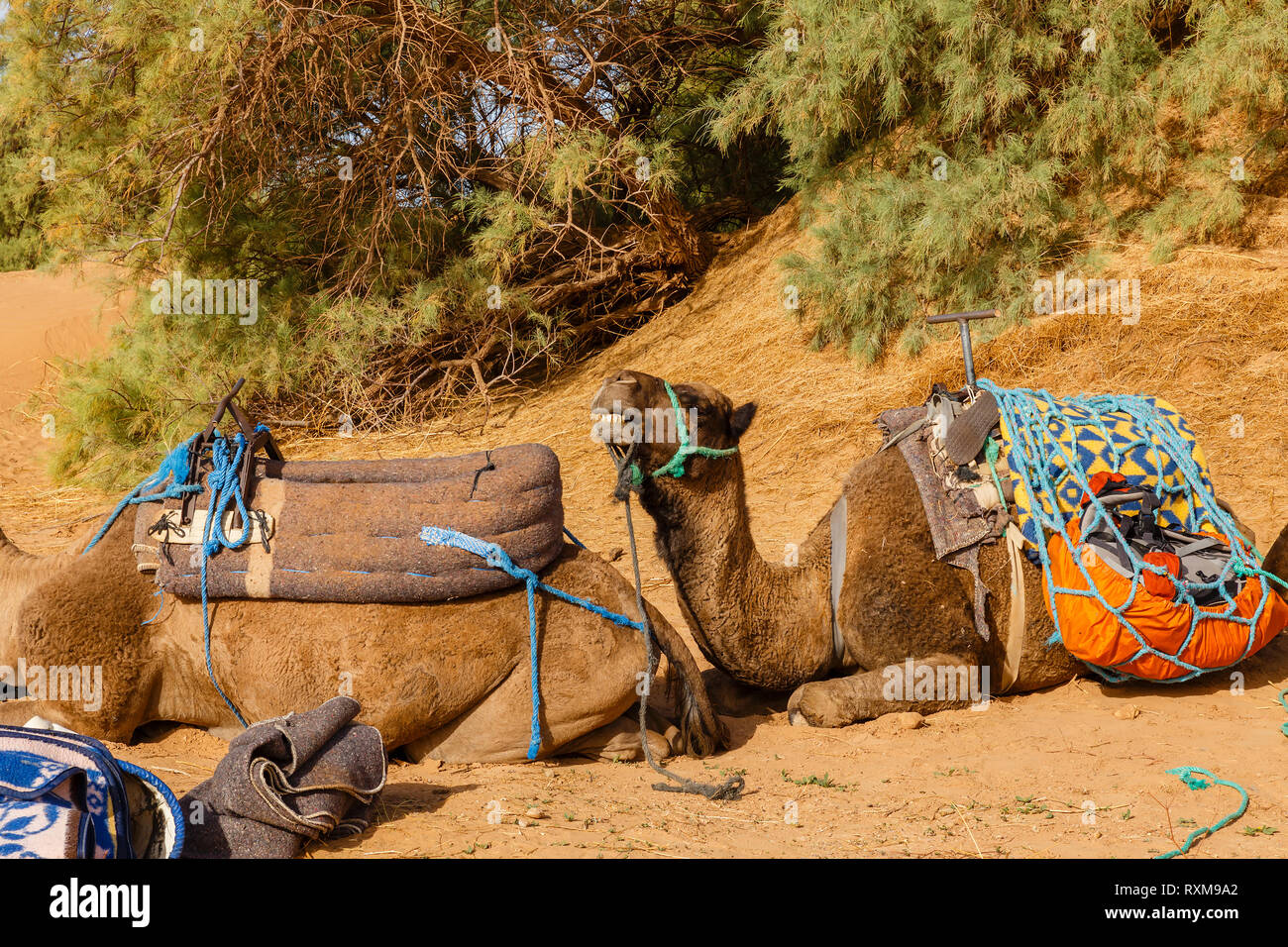 camels lie on the sand in the Sahara Desert, Morocco Stock Photo - Alamy