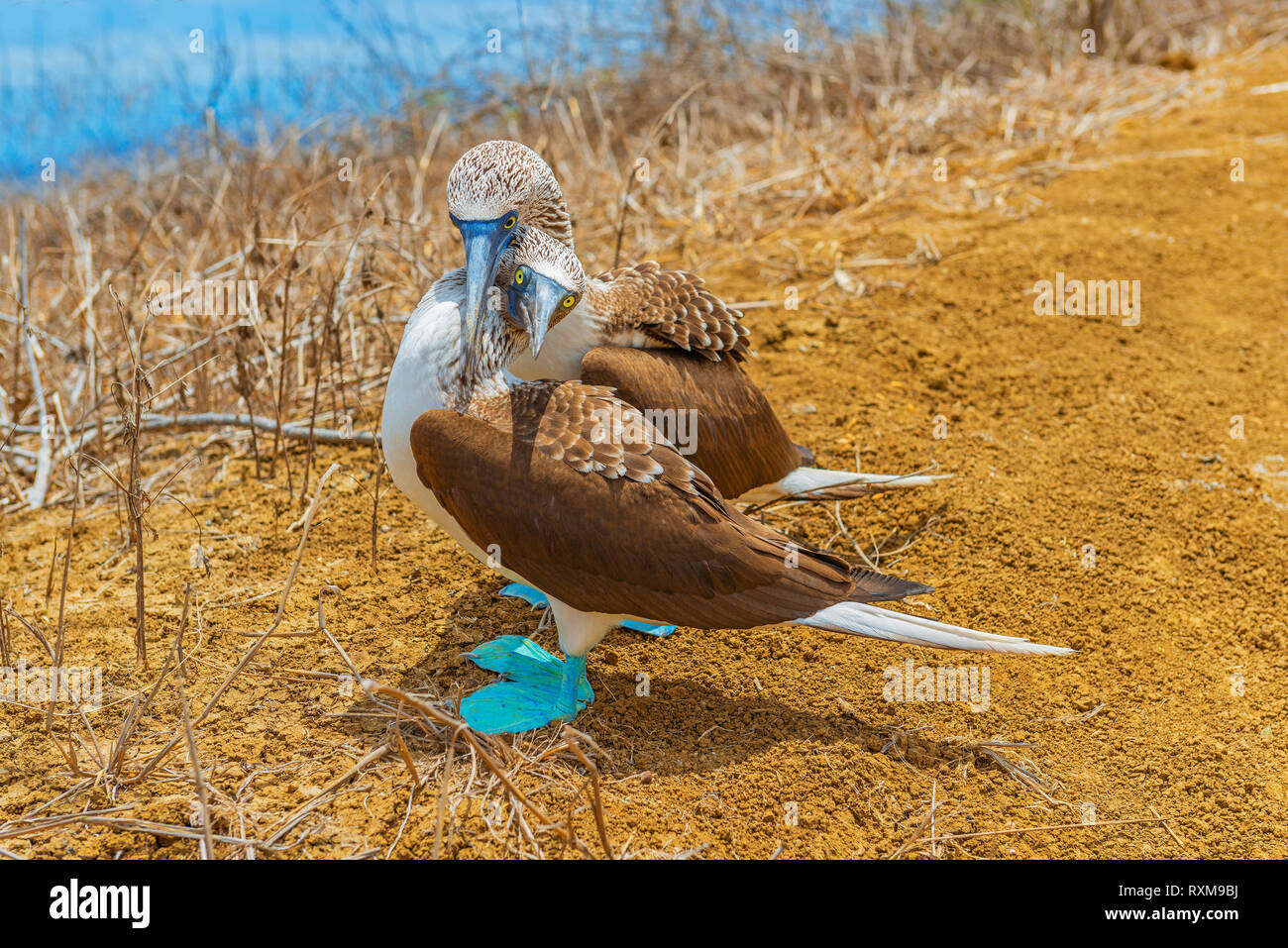 Bluefooted Booby Symbolism Spiritual Meaning  Totem