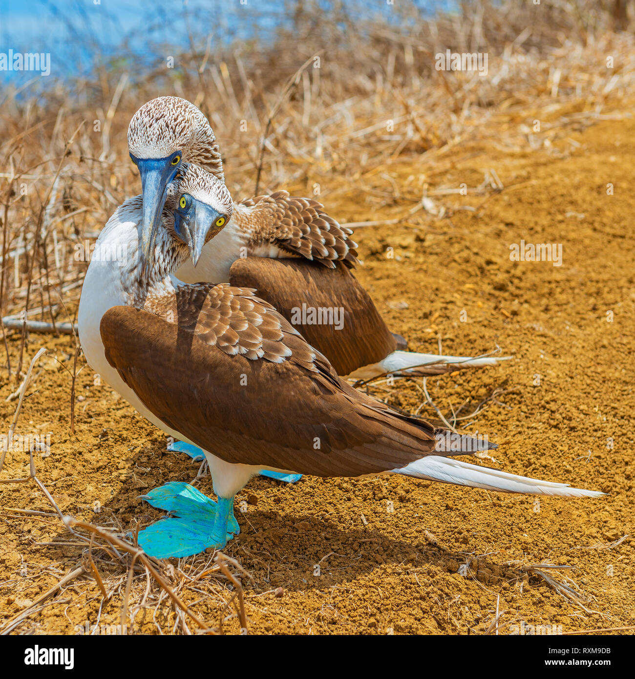 A couple of blue footed boobies (Sula nebouxii) hugging each other during a mating dance on Espanola Island, Galapagos islands national park, Ecuador. Stock Photo