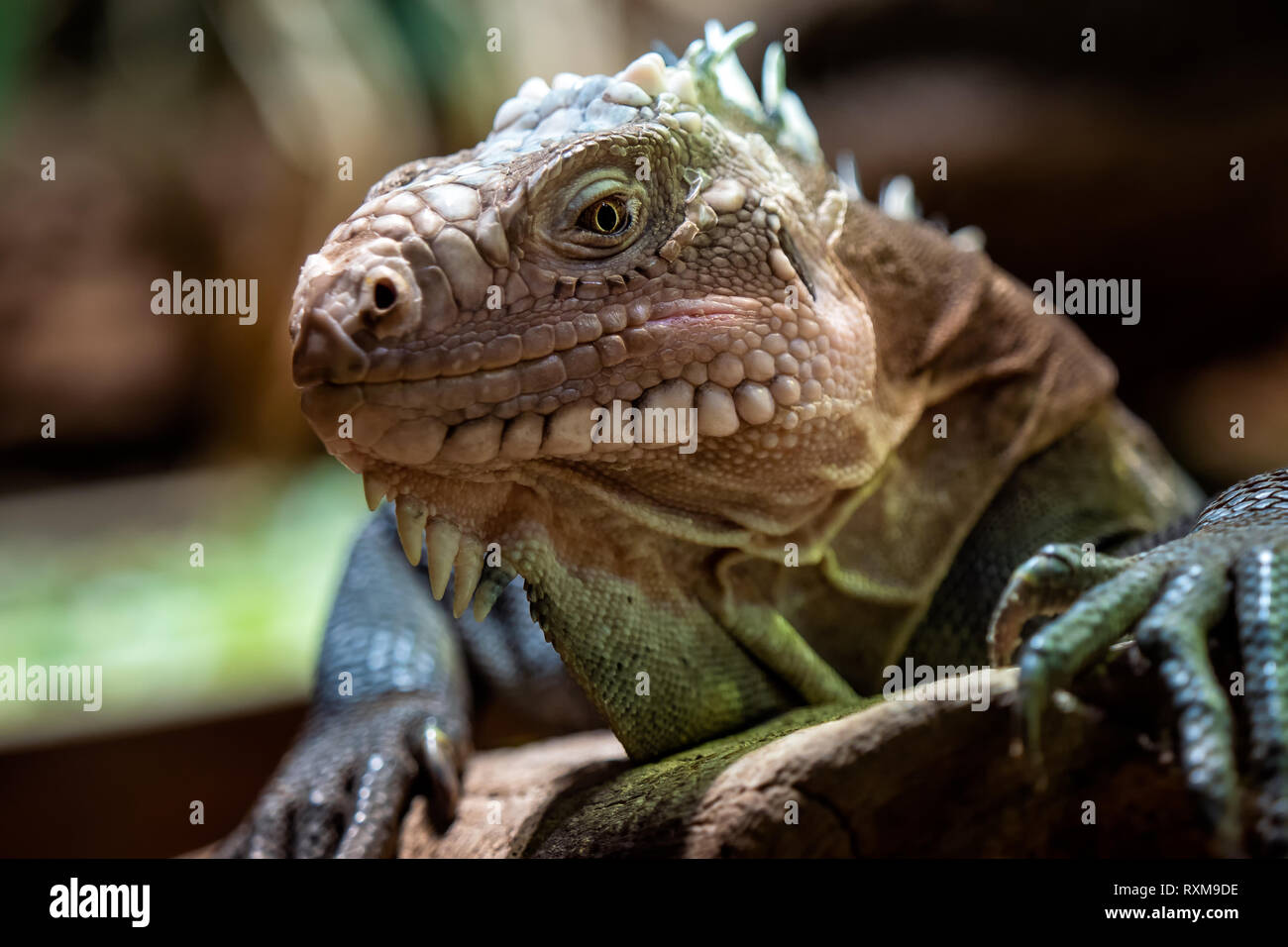 Lesser Antillean iguana, a critically endangered large arboreal lizard Stock Photo