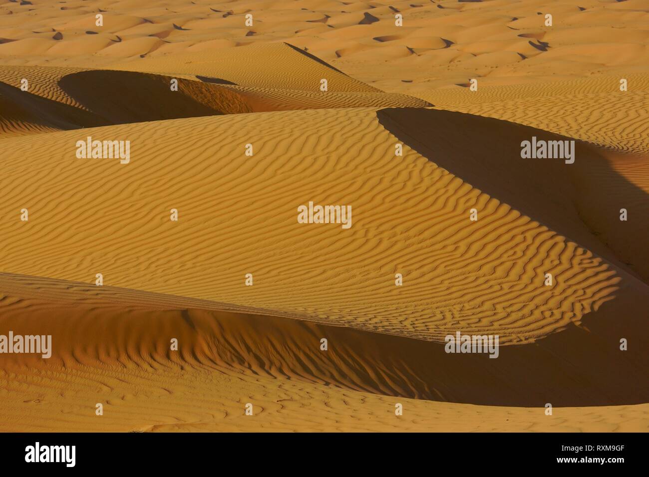 Sand dunes in the desert. Wahiba sands (Sharqiyah sands). Oman Stock ...