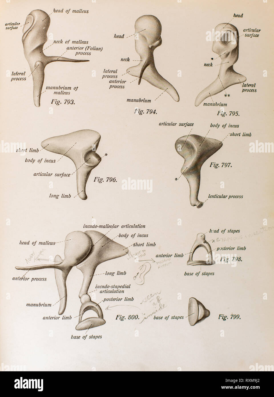 Anatomy of the human ear. Stock Photo