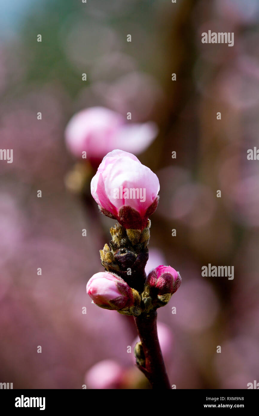 Spring blossoms, pink peach flowers background Stock Photo - Alamy