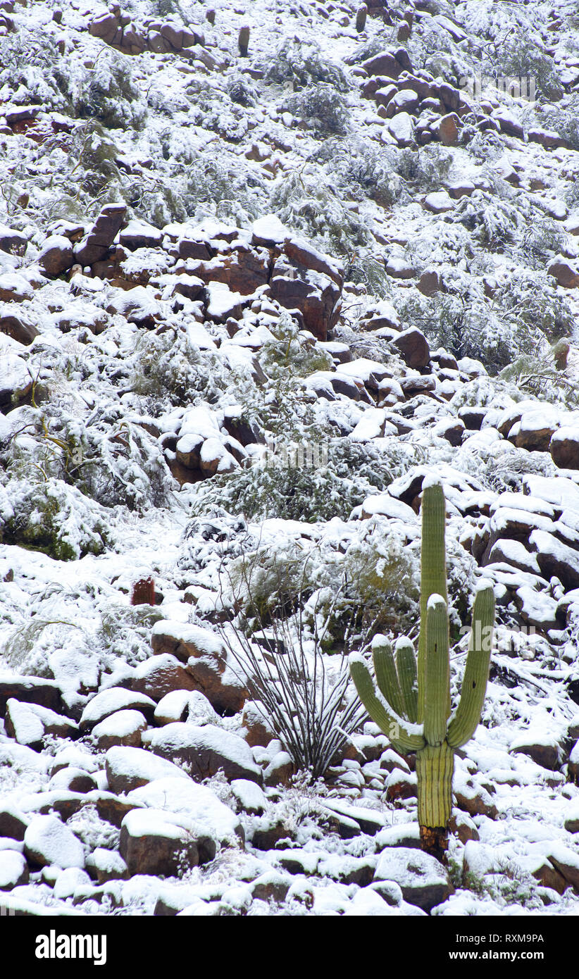 Unusual snowfall in Fountain Hills, Arizona, covered the desert plant