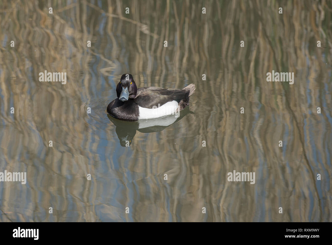 Male Tufted duck floating on a lake. Stock Photo